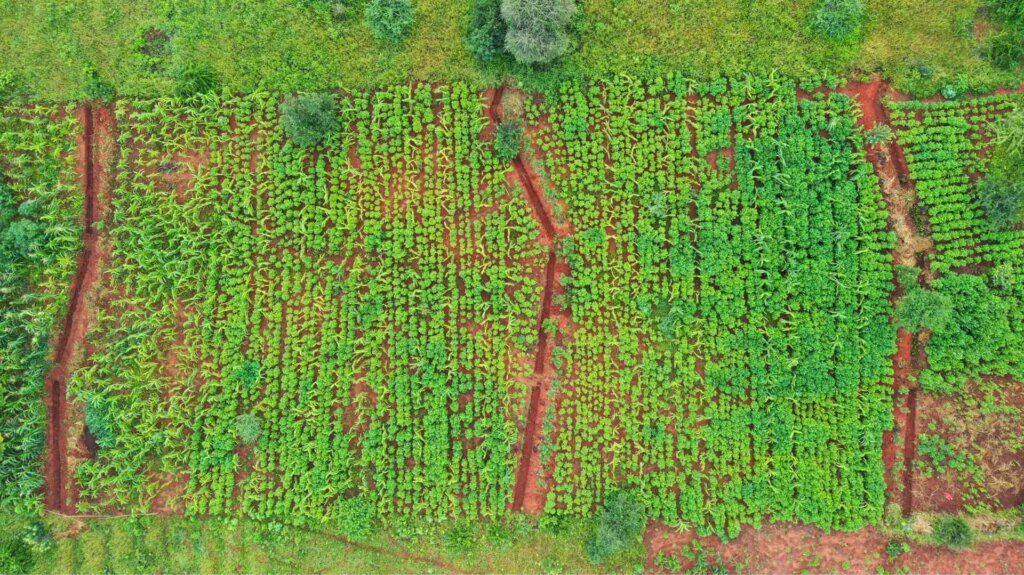 2020 Nzali _ Fanya Juu - Fanya Chini _ Dodoma Tanzania