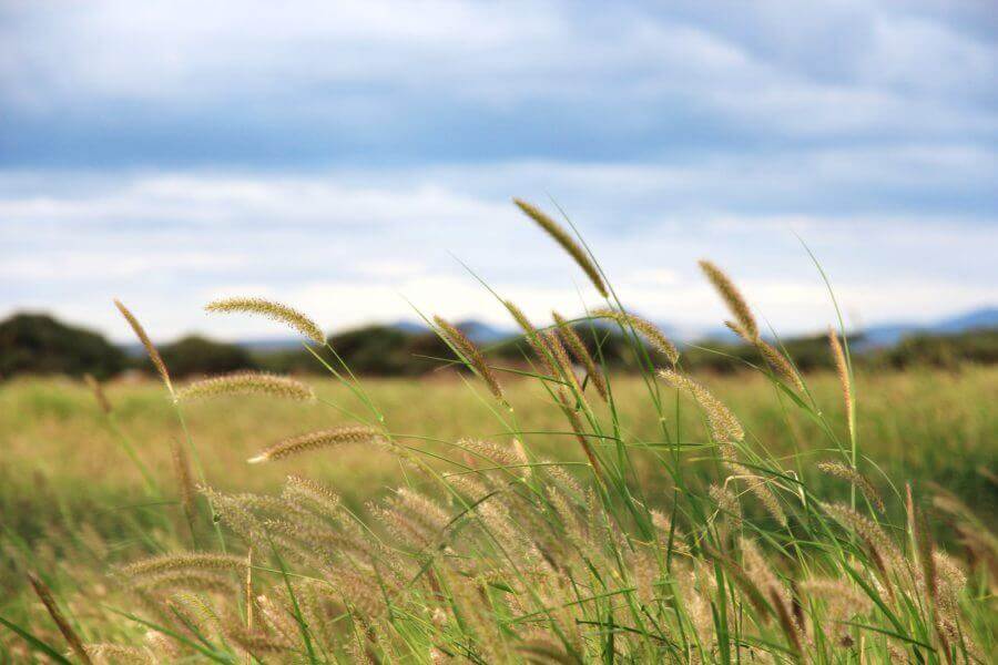 Grasses grass seed bank