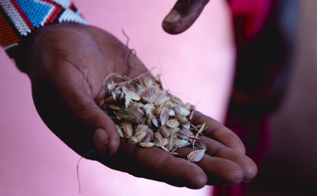 Grass seeds