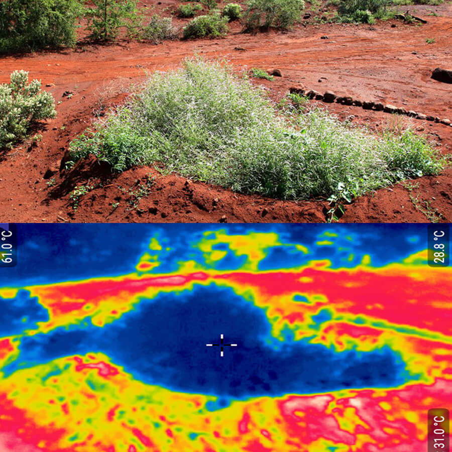 Water bunds landscape restoration Justdiggit Cooling effect vegetation