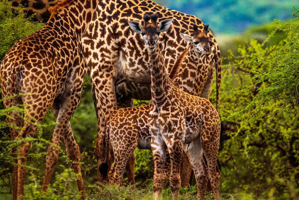giraffe kuku