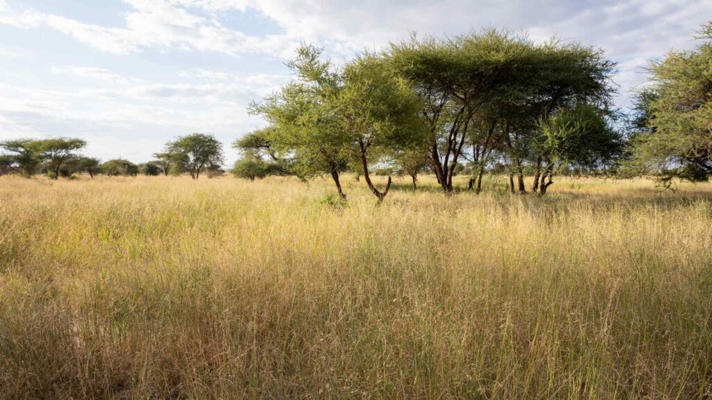 Noonkotiak Grass seed banks OOGR _ Kenya 2024