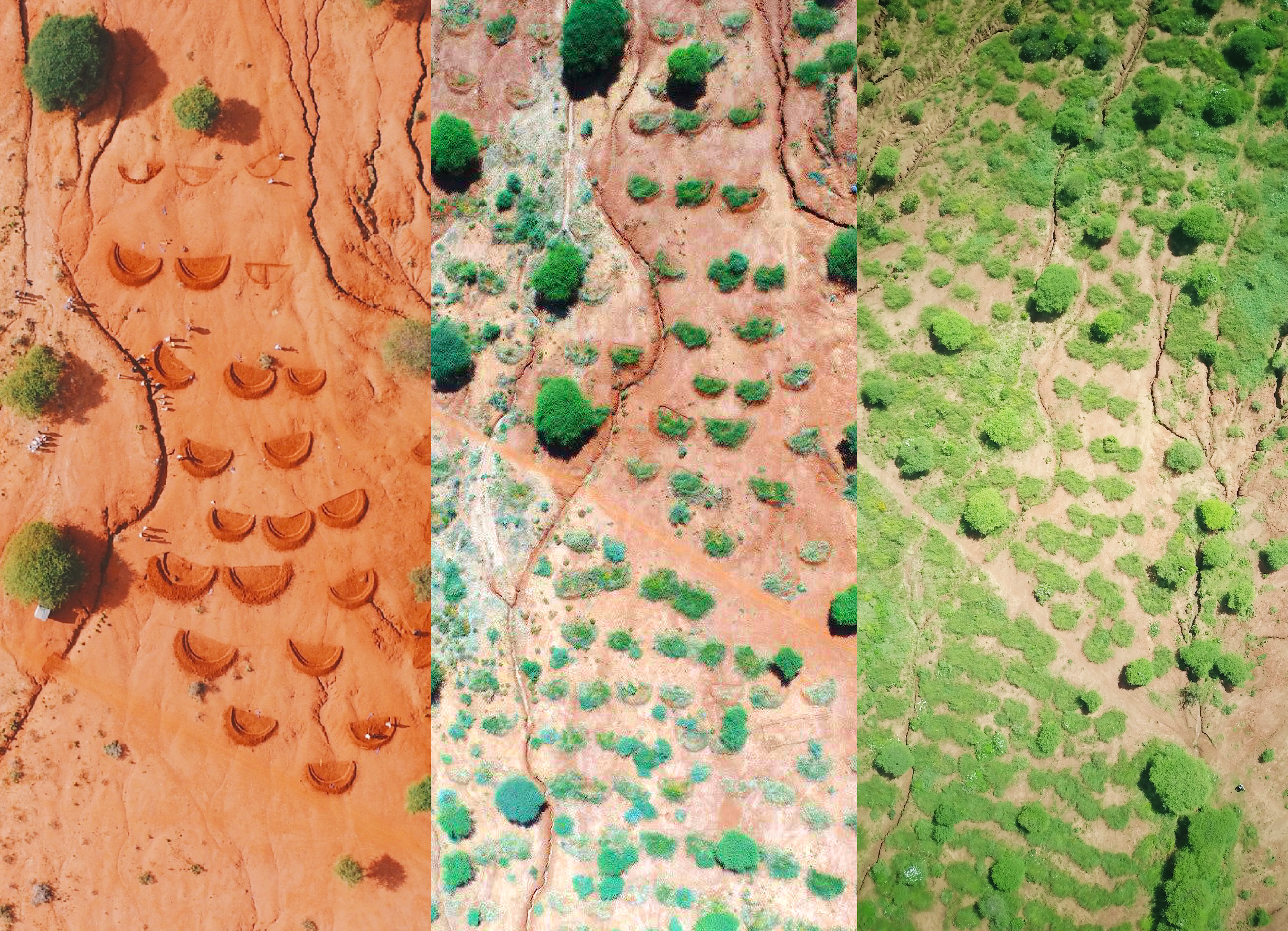 pembamoto before after bunds regreening