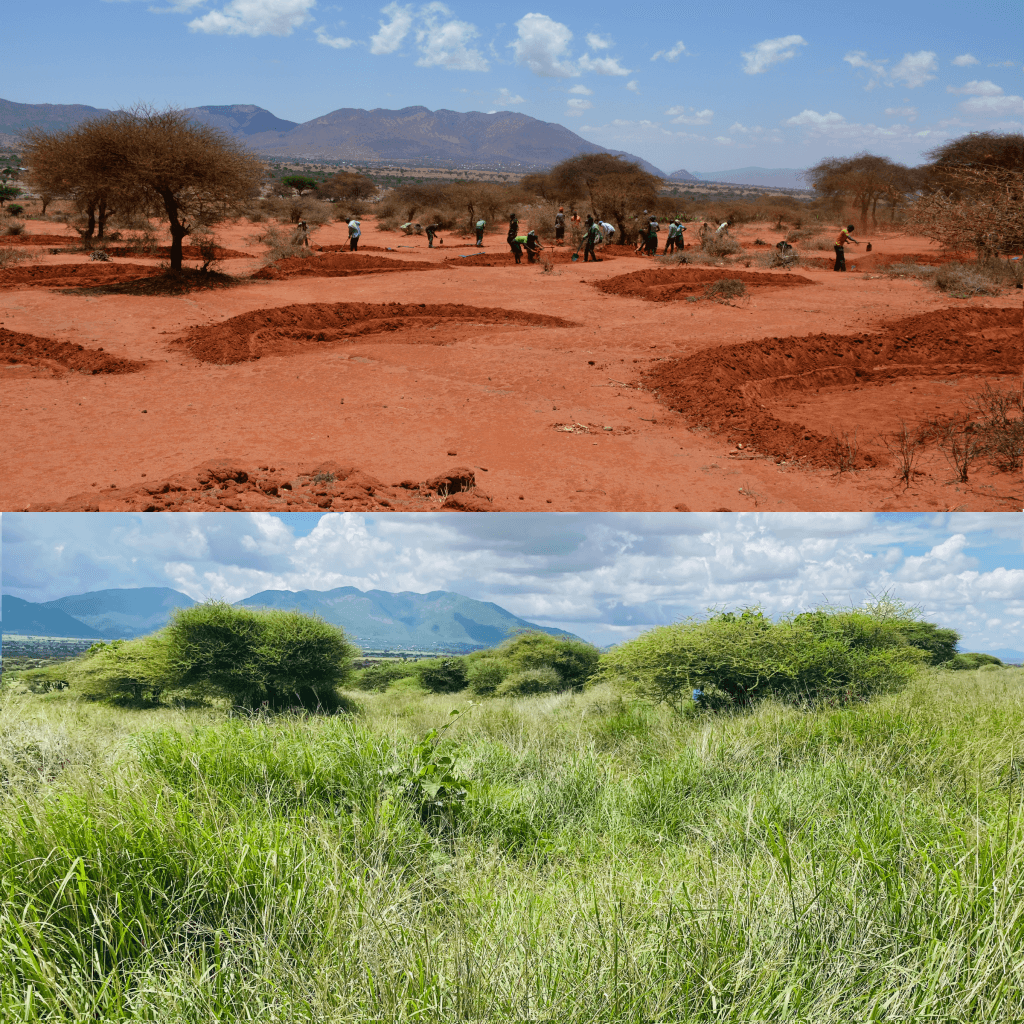 pembamoto bunds before after