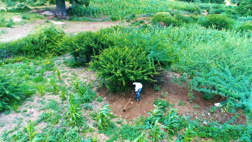 green land