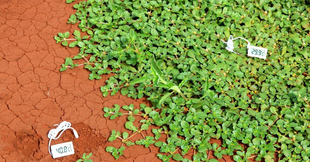 Temperature difference vegetation soil