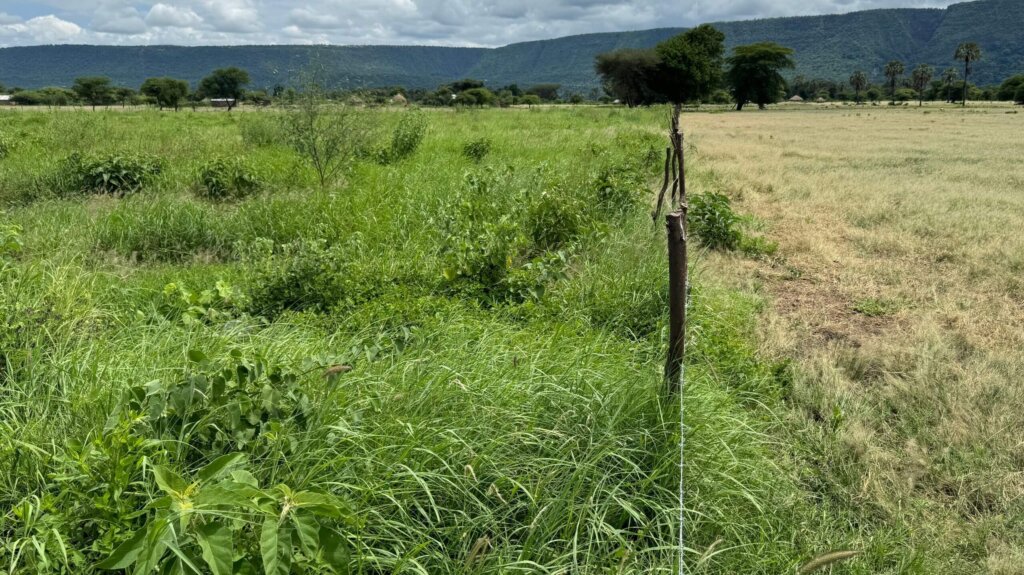 136 04 2024 Grass seed banks Mungere village Monduli _ Arusha Tanzania