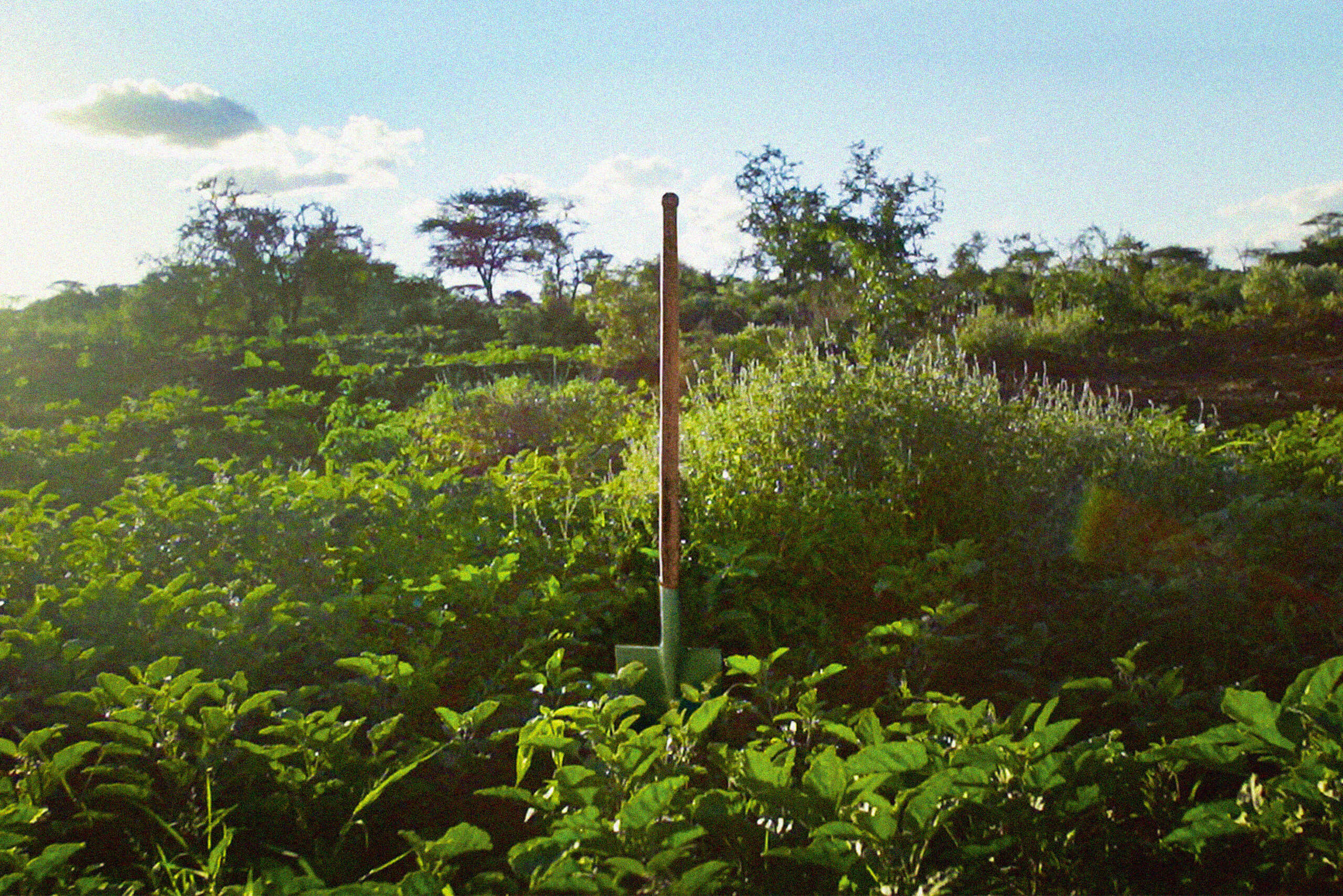 Stream to Regreen visual Dig In page