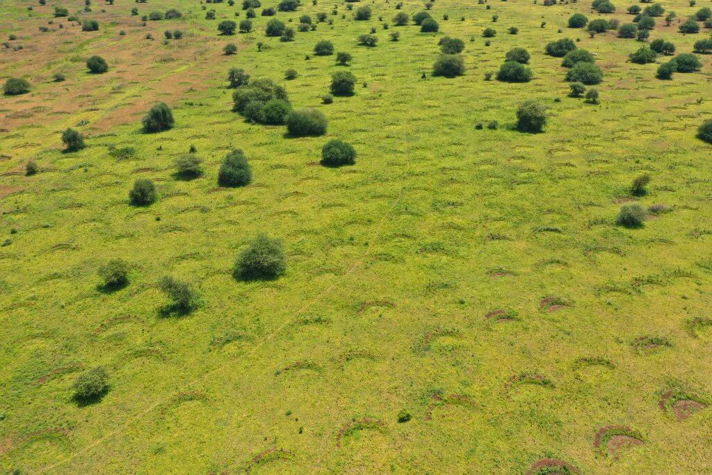 Green bunds