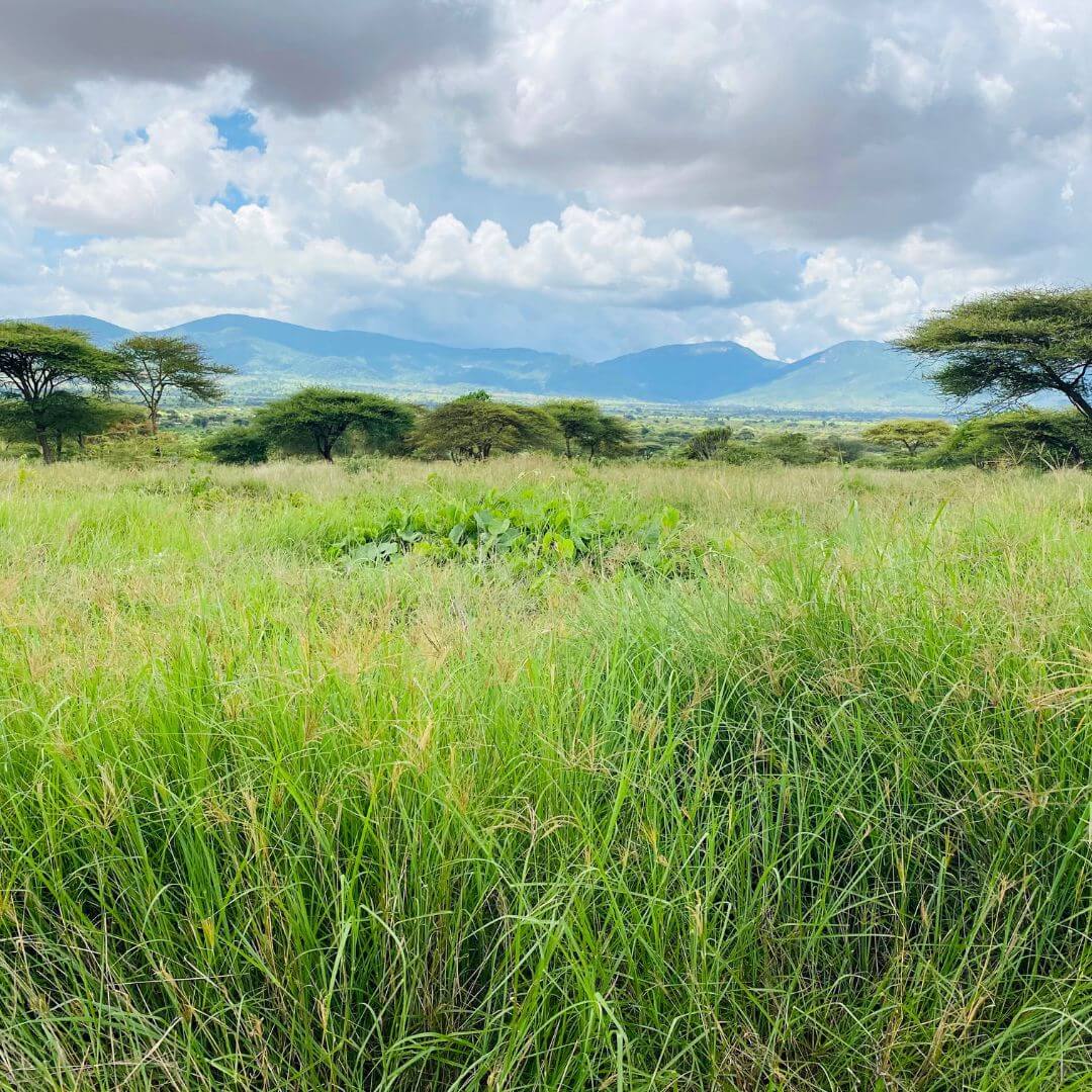 The UN Decade on ecosystem restoration