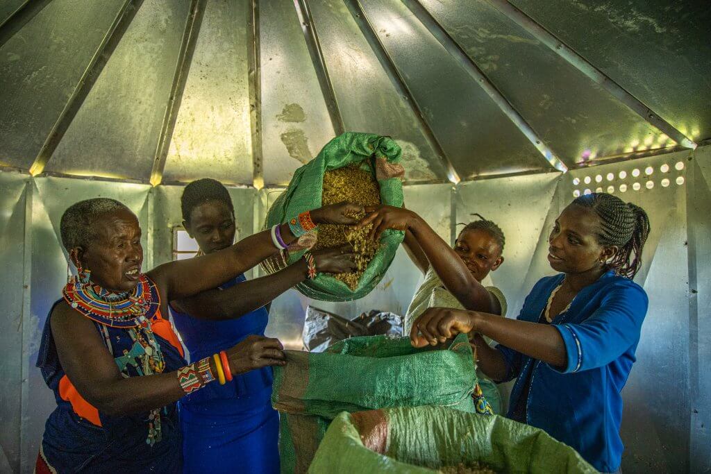 Maasai Women weighing out seeds collected for Justdiggit