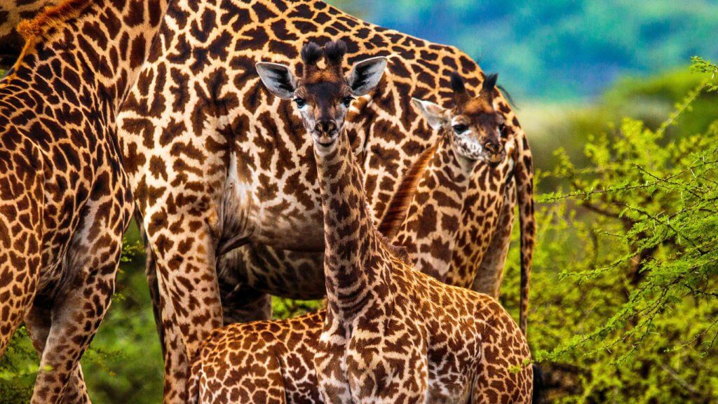 The ecosystem_Evergreen header