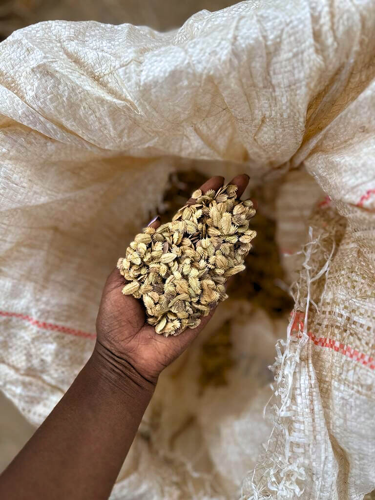 Grass seeds