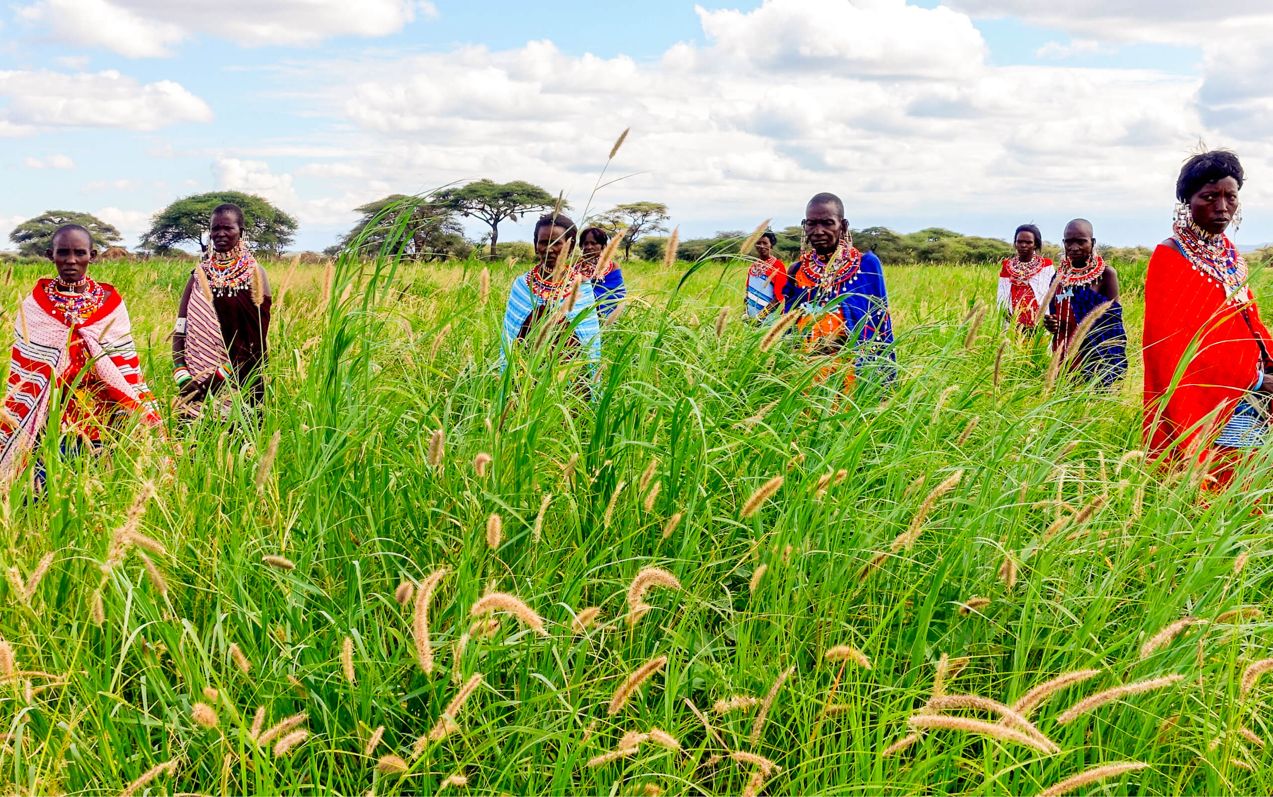 Grass seed banks Justdiggit