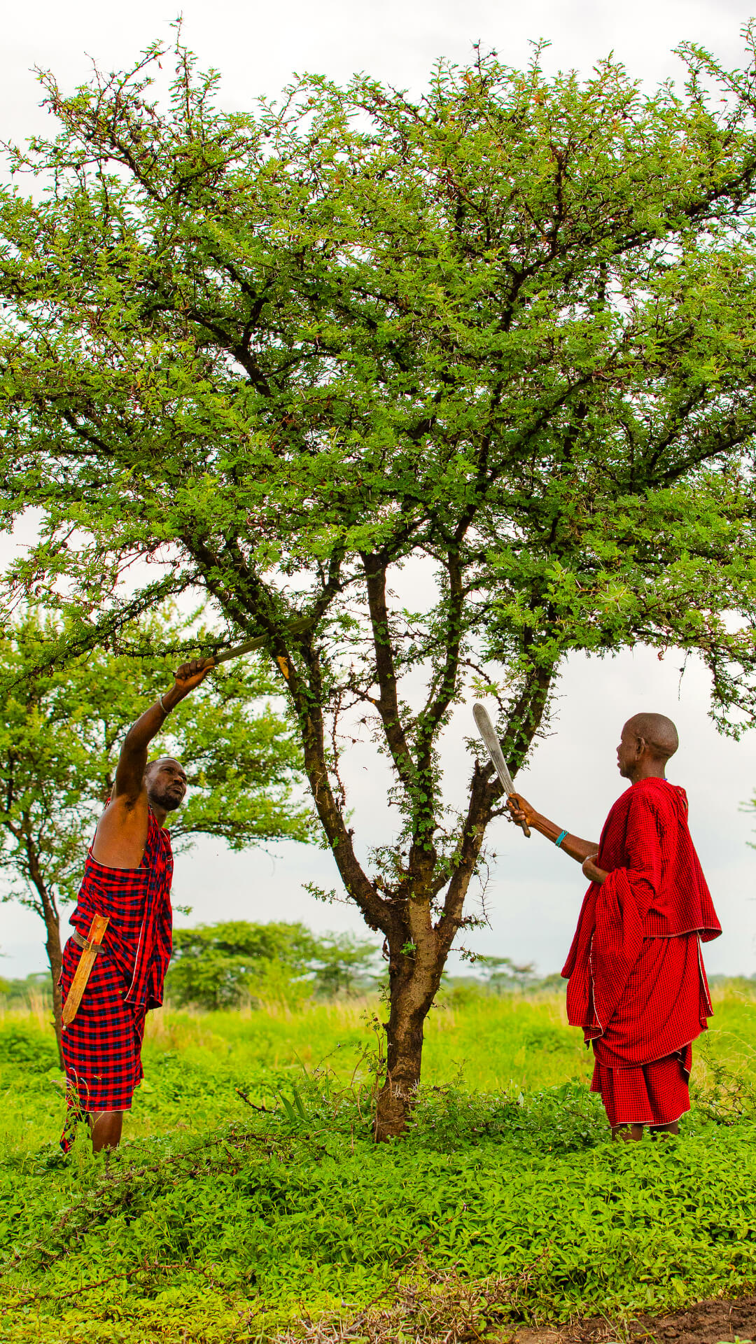 Treecovery home page