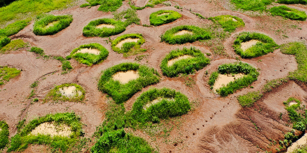 Grass seed banks_home page